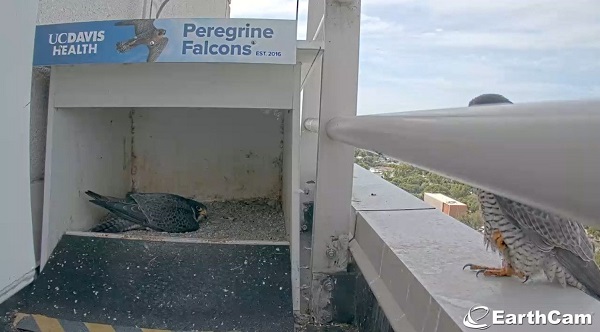 Two peregrine falcons at a UC Davis Health nesting box, one inside and one perched outside.